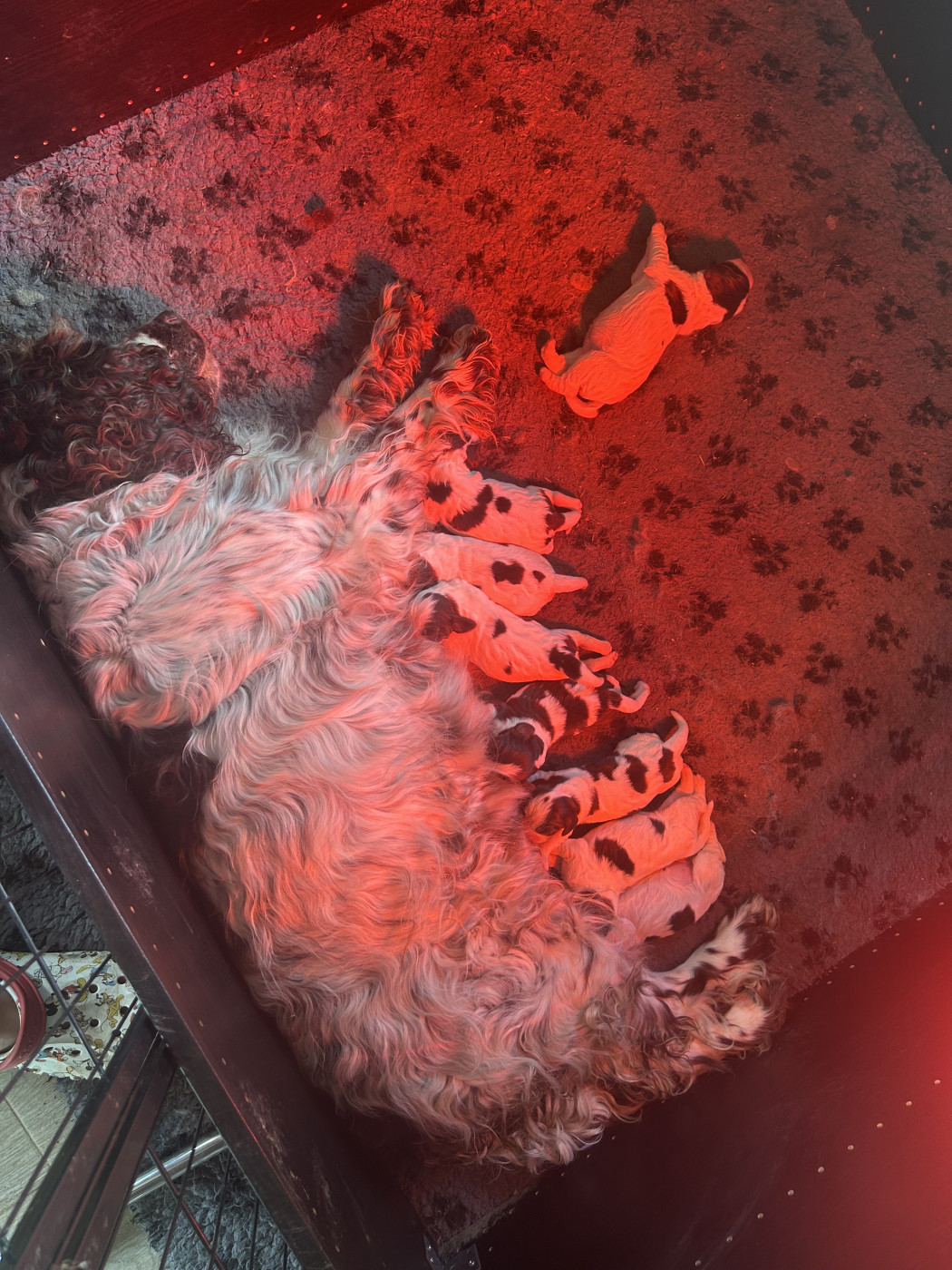 Chiot English Springer Spaniel du Port Vieux of Euskadi