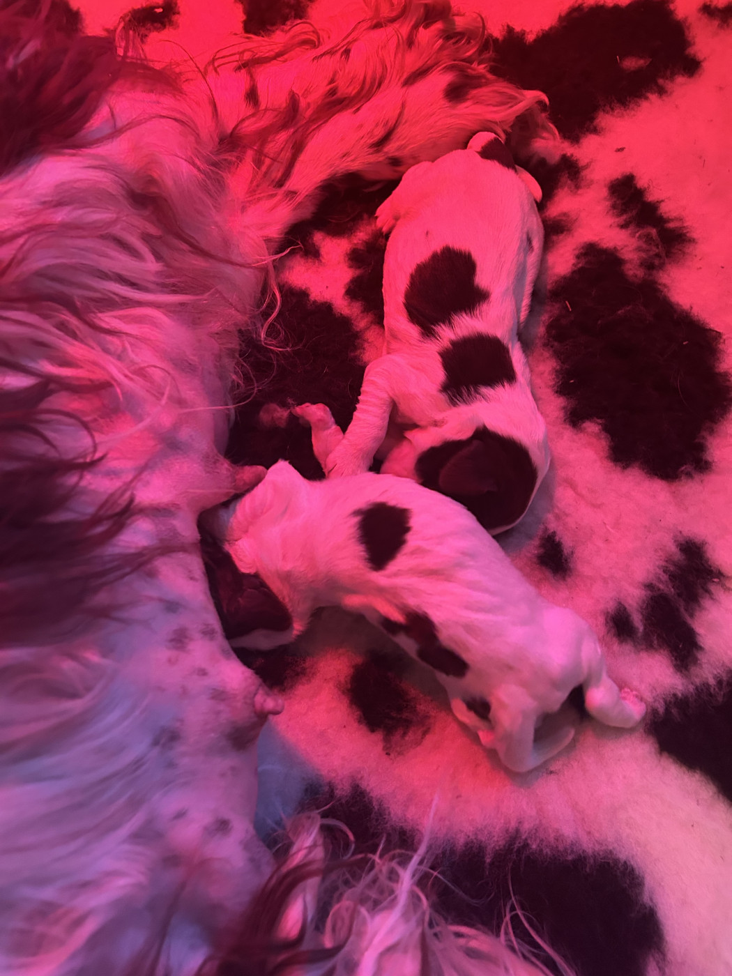 Chiot English Springer Spaniel du Port Vieux of Euskadi