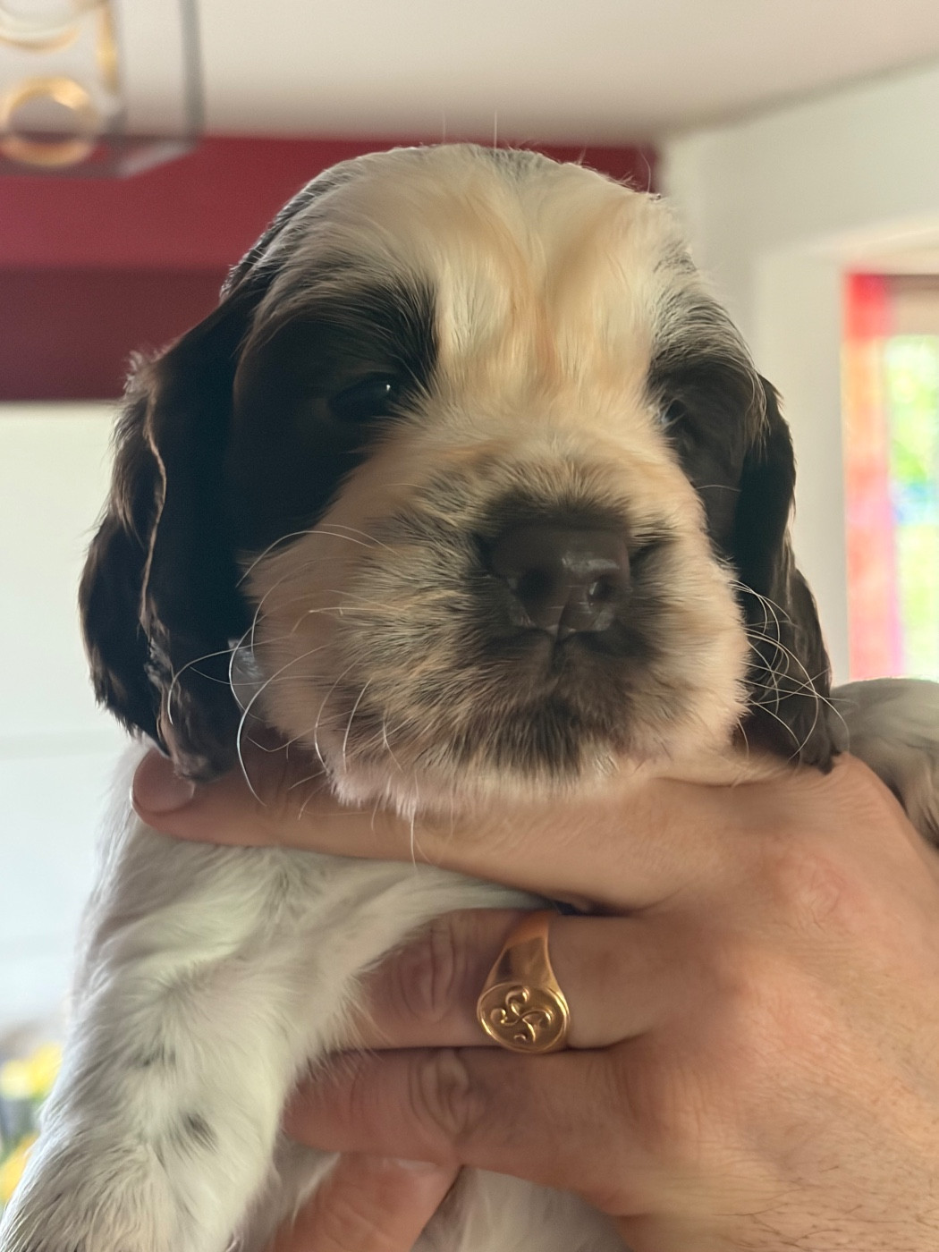 du Port Vieux of Euskadi - Chiots disponibles - English Springer Spaniel