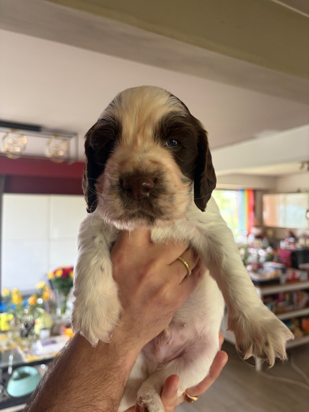 du Port Vieux of Euskadi - Chiots disponibles - English Springer Spaniel