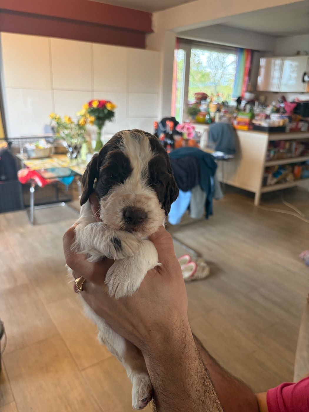 du Port Vieux of Euskadi - Chiots disponibles - English Springer Spaniel