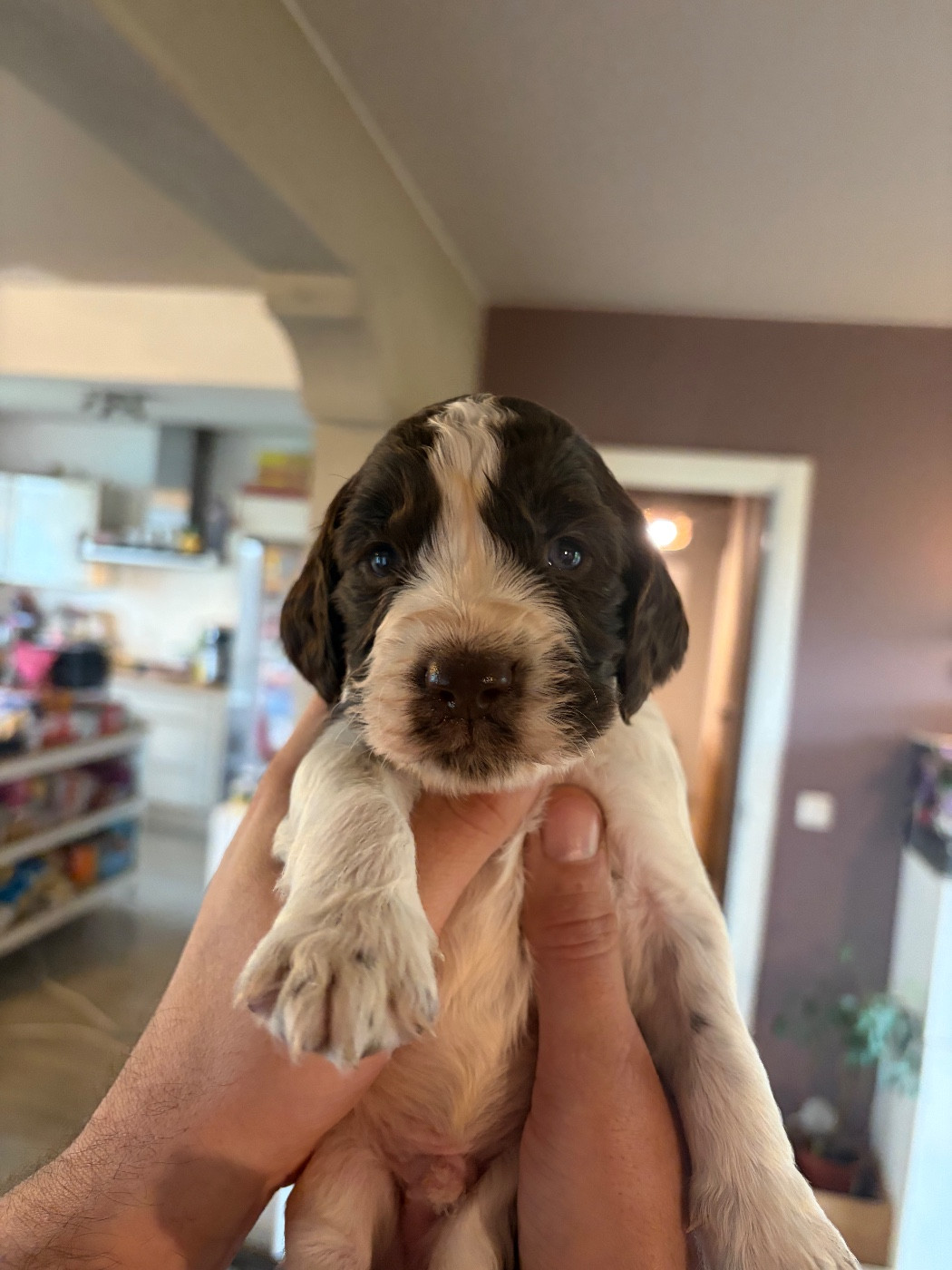 du Port Vieux of Euskadi - Chiots disponibles - English Springer Spaniel