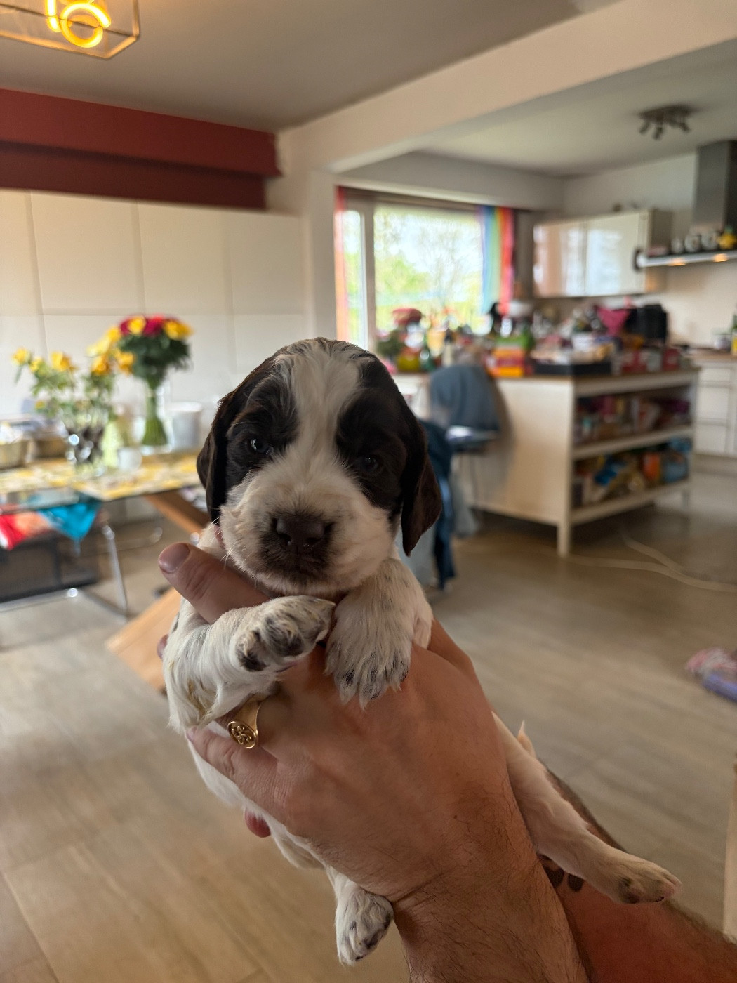 du Port Vieux of Euskadi - Chiots disponibles - English Springer Spaniel