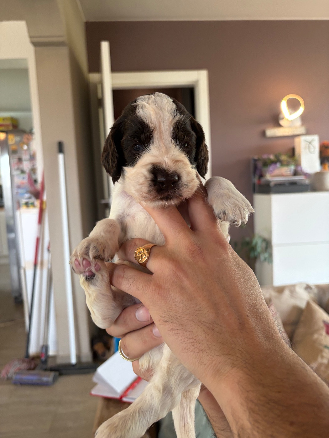 du Port Vieux of Euskadi - Chiots disponibles - English Springer Spaniel