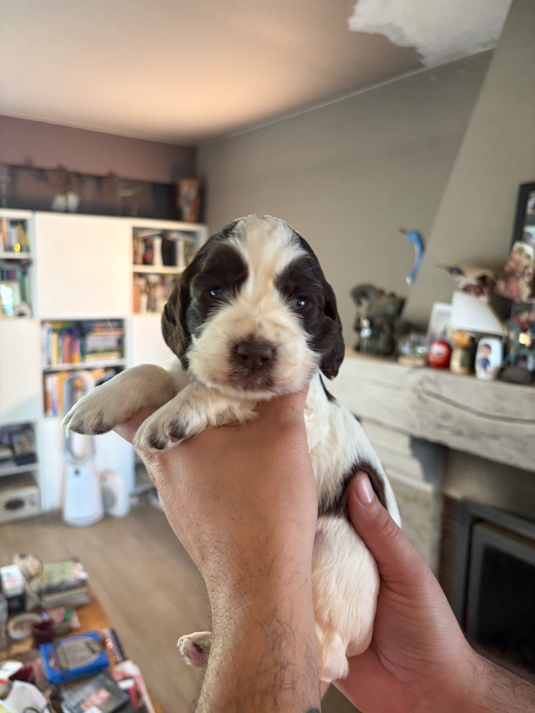 du Port Vieux of Euskadi - Chiots disponibles - English Springer Spaniel