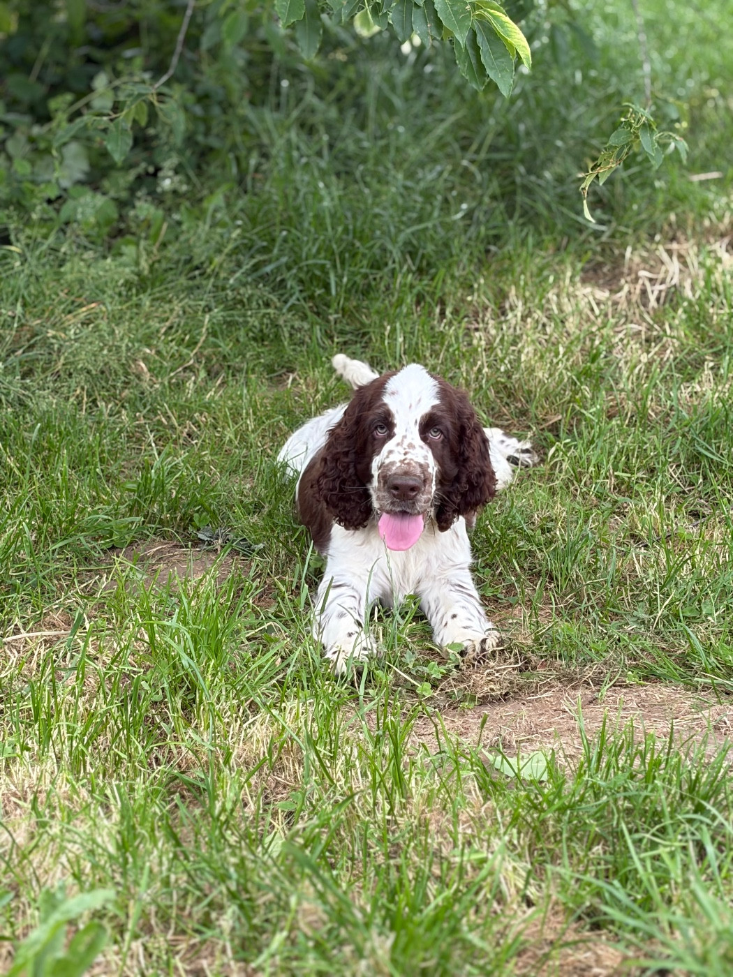 du Port Vieux of Euskadi - Chiots disponibles - English Springer Spaniel