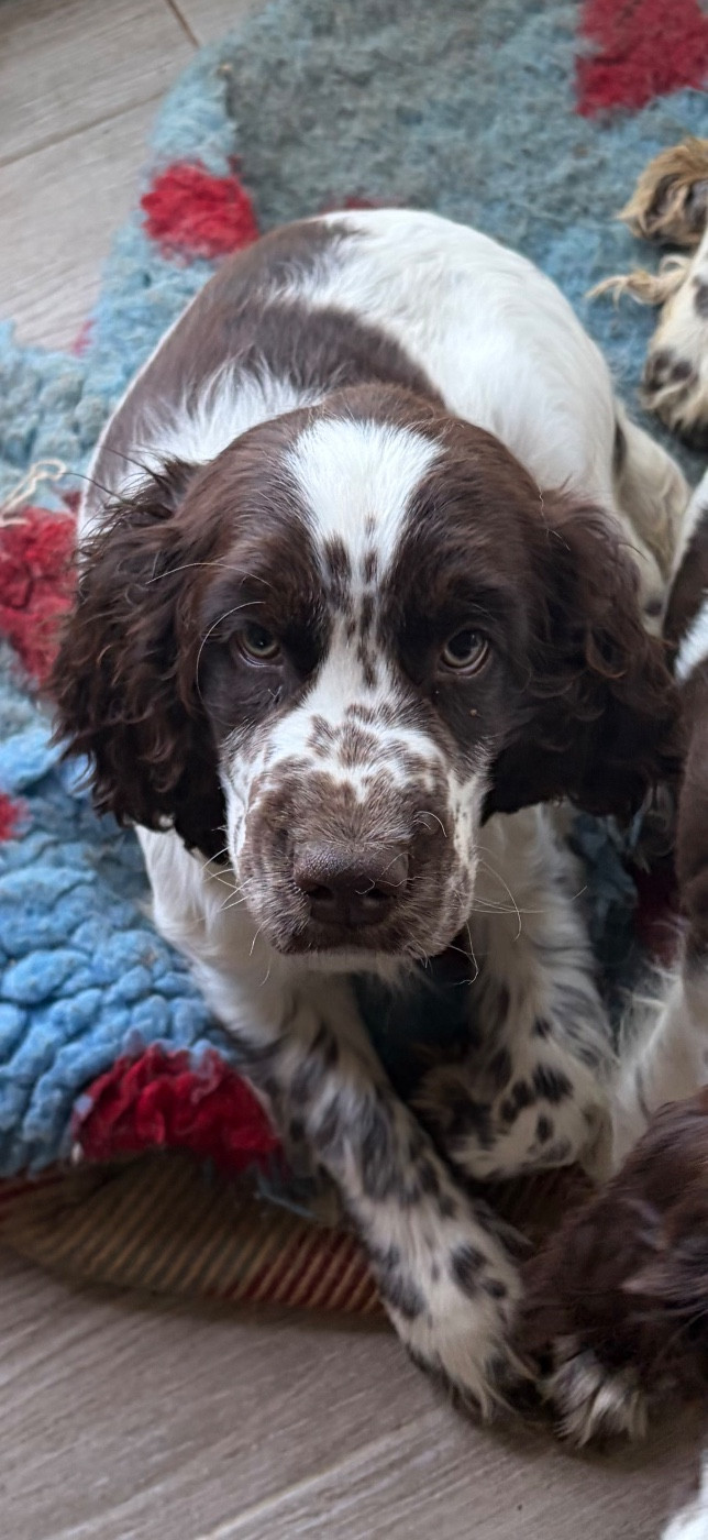 du Port Vieux of Euskadi - Chiots disponibles - English Springer Spaniel