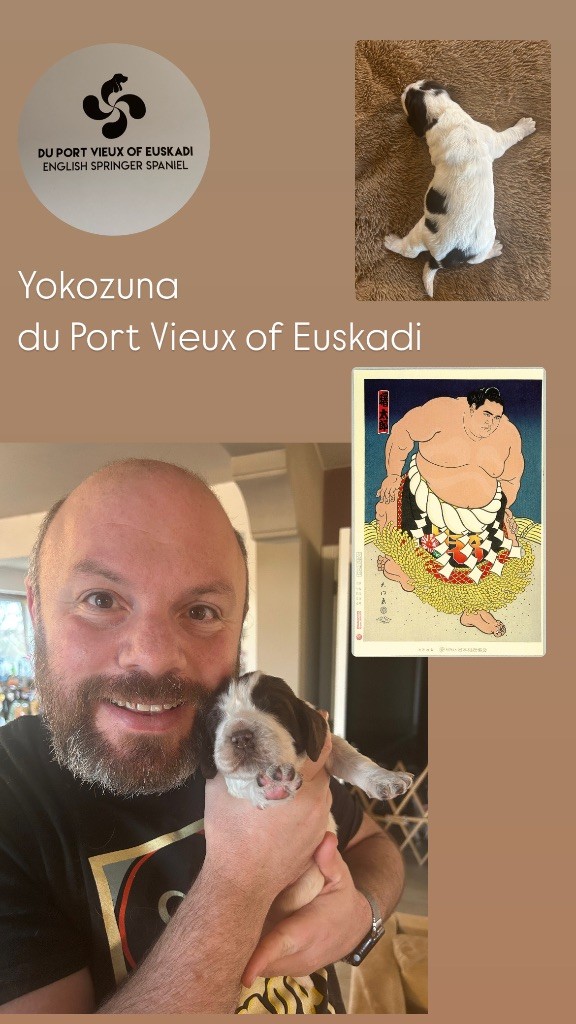 du Port Vieux of Euskadi - Chiots disponibles - English Springer Spaniel